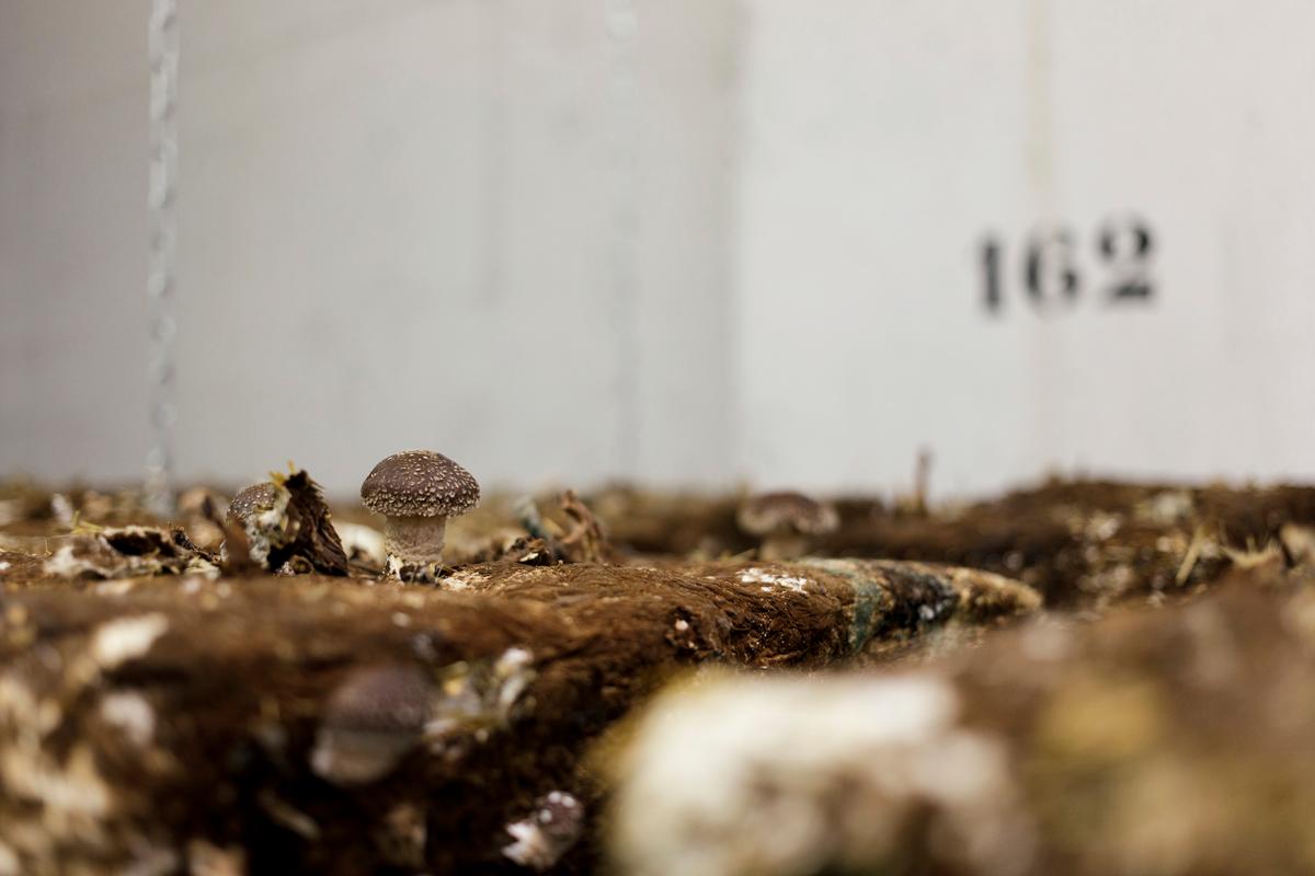 Mushrooms growing under the streets of Paris. (Courtesy of ICF La Sabliere/<a href="https://cycloponics.co/">Cycloponics</a>)