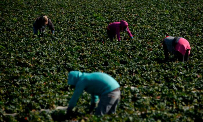 Illegal Farmworkers Would Get Path to California Residency Under New Proposal