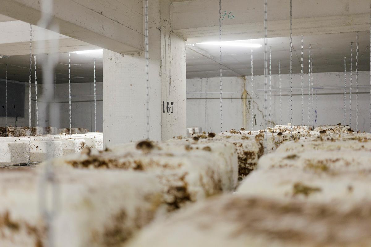 An abandoned Parisian parking lot put to good use growing oyster, shiitake, and white button mushrooms. (Courtesy of ICF La Sabliere/<a href="https://cycloponics.co/">Cycloponics</a>)