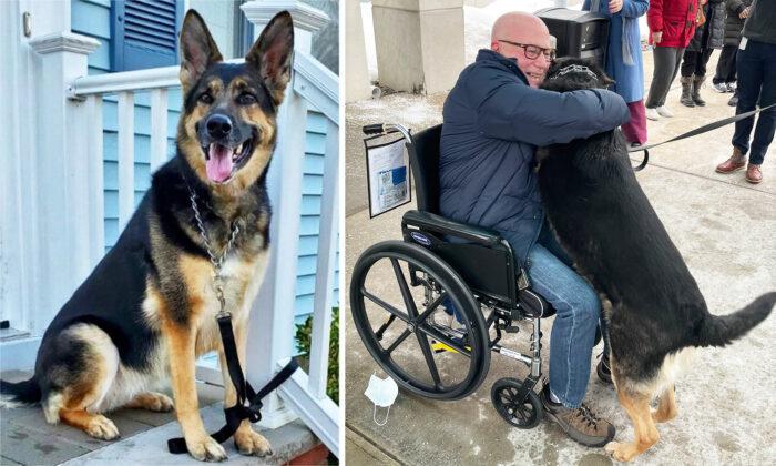 Heroic Rescue Dog Saves New Owner’s Life by Dragging Him After He Suffered a Stroke