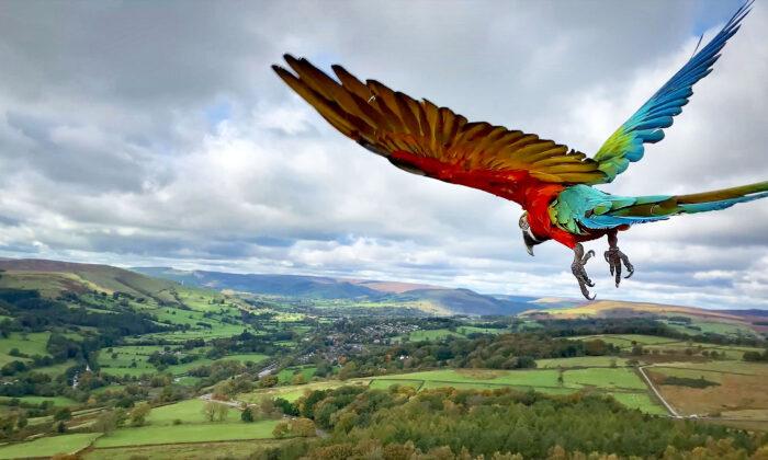 Parrot Trained to Free-Fly Soars Above Spectacular English Landscape, and the Photos Are Incredible