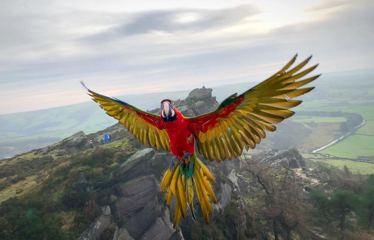 Motley the harlequin macaw diving over cliff edges and having the time of his life (Caters News)