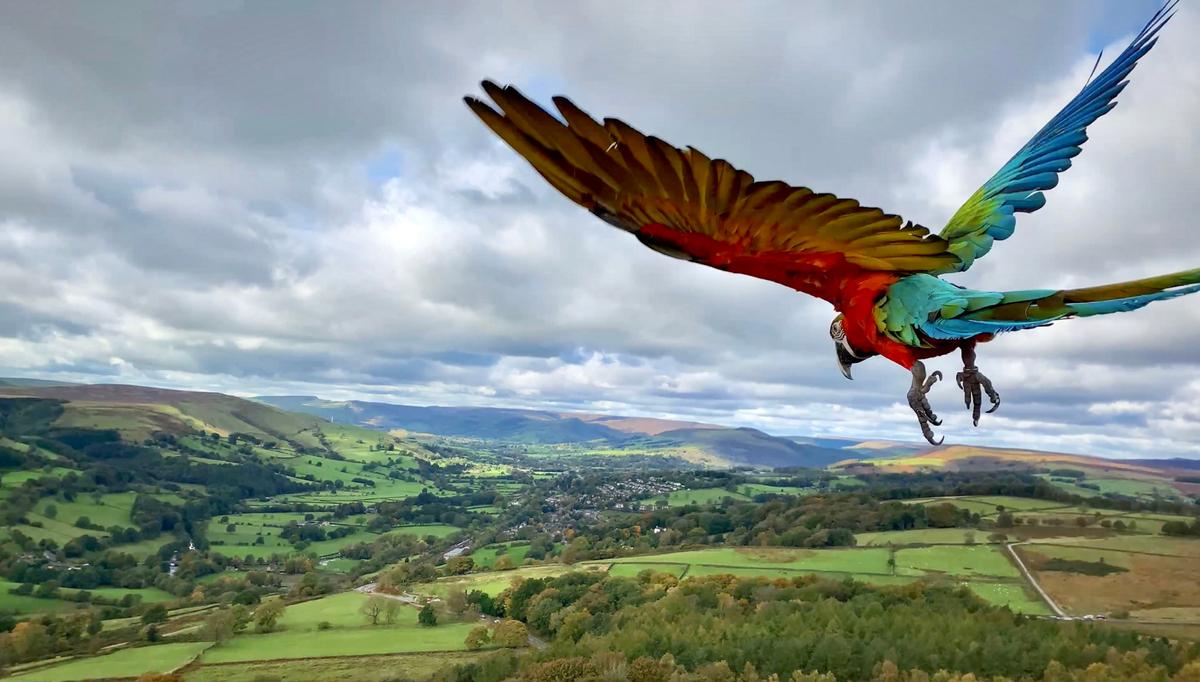 Motley flying over Surprise View, Hathersage (Caters News)