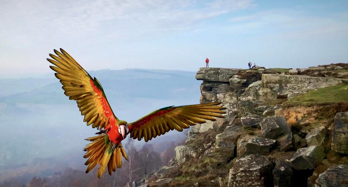 Motley soaring over Stanage Edge (Caters News)