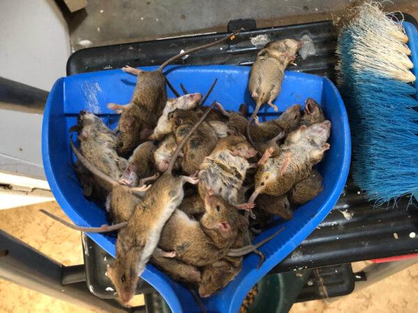 Dead mice are seen at a property in Coonamble in central west NSW, Australia, on Feb. 2, 2021. (AAP Image/Supplied by The Coonamble Times)