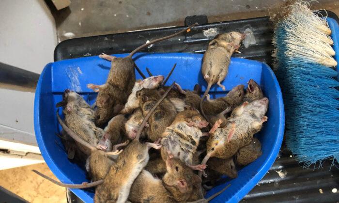 Patients Bitten as NSW Mice Plague Grows