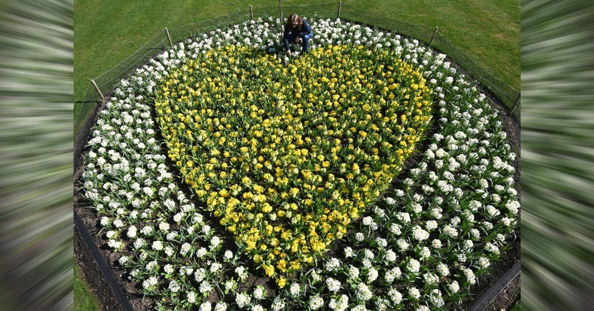 Kew horticulturalist Joanna Bates tends to a 'Yellow Hearts to Remember' planting tribute to remember those lost to COVID-19, a year since the first British lockdown began due to the coronavirus disease pandemic, Royal Botanic Gardens, Kew, London, on March 22, 2021. (Toby Melville/Reuters)