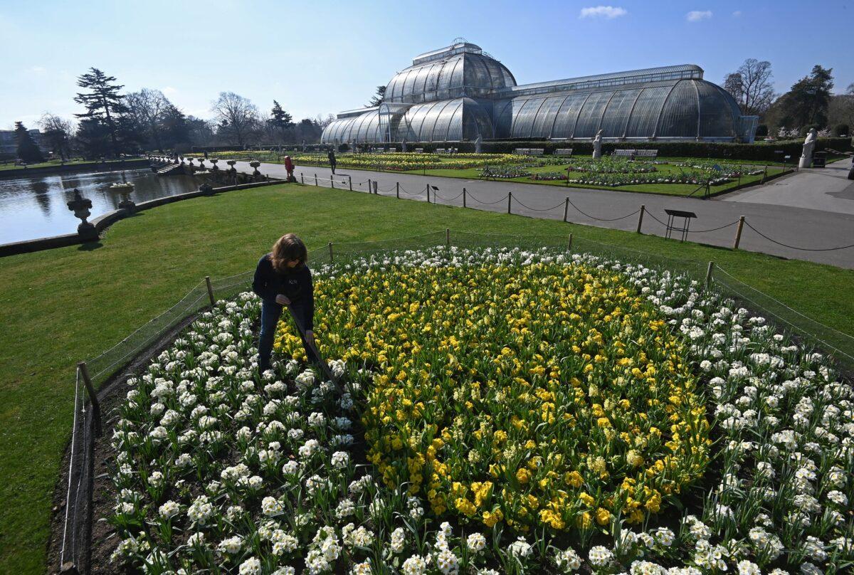 Kew horticulturalist Joanna Bates tends to a 'Yellow Hearts to Remember' planting tribute to remember those lost to COVID-19, a year since the first British lockdown began due to the coronavirus disease pandemic, Royal Botanic Gardens, Kew, London, Britain, on March 22, 2021. (Toby Melville/Reuters)
