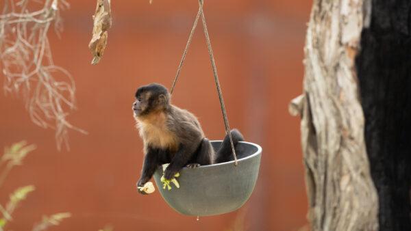 A Tufted Capuchin sits in a hanging food tray on a tree in its enclosure on Feb. 24, 2020, at Sydney Zoo. (Mark Kolbe/Getty Images)