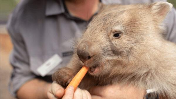 Romper the wombat being fed a carrot by keeper Tara Gunter on February 24, 2020, at Sydney Zoo in Sydney, Australia. (Mark Kolbe/Getty Images)