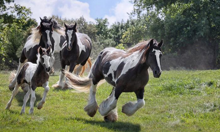 Bold & Beautiful Gypsy Vanner Horse Discovered in English Field Has the Allure of a Romance Novel