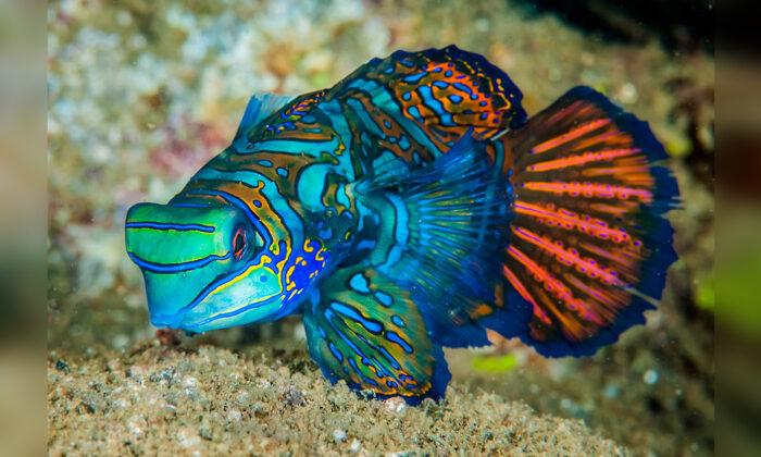 The Colorful ‘Mandarinfish’ May Be Beautiful, but Here’s Why You Should Never Touch It