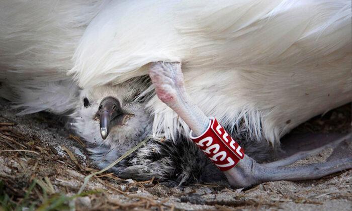 World’s Oldest Known Wild Albatross ‘Wisdom’ Hatches Healthy Chick at Age 70