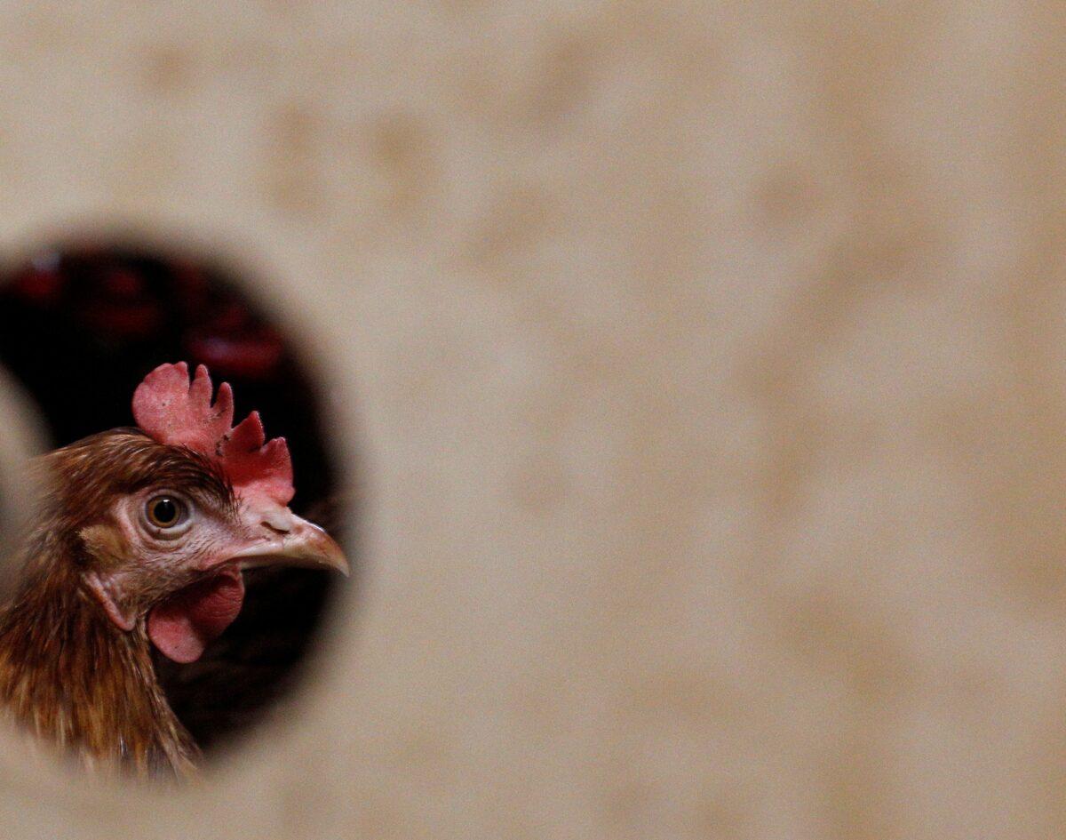 A hen is pictured at an ecological chicken farm in Tiefenbach near Landshut, southern Germany, on Jan. 11, 2011. (Michaela Rehle/Reuters)