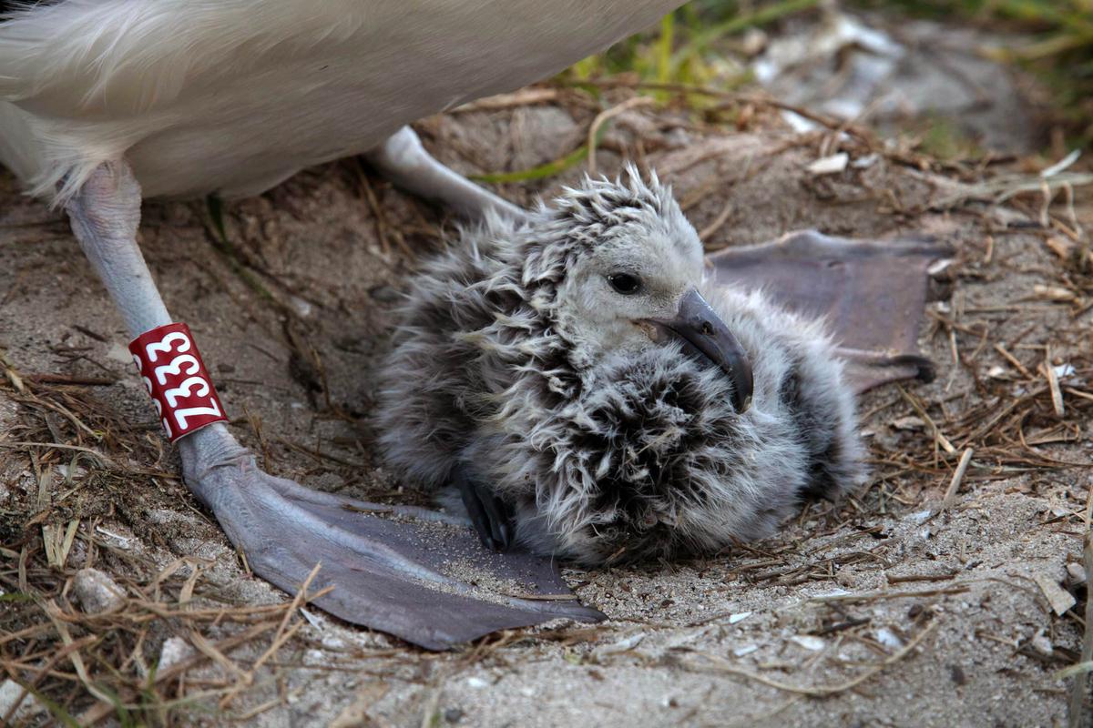 (Courtesy of Jon Brack/<a href="https://friendsofmidway.org/">Friends of Midway Atoll</a>)