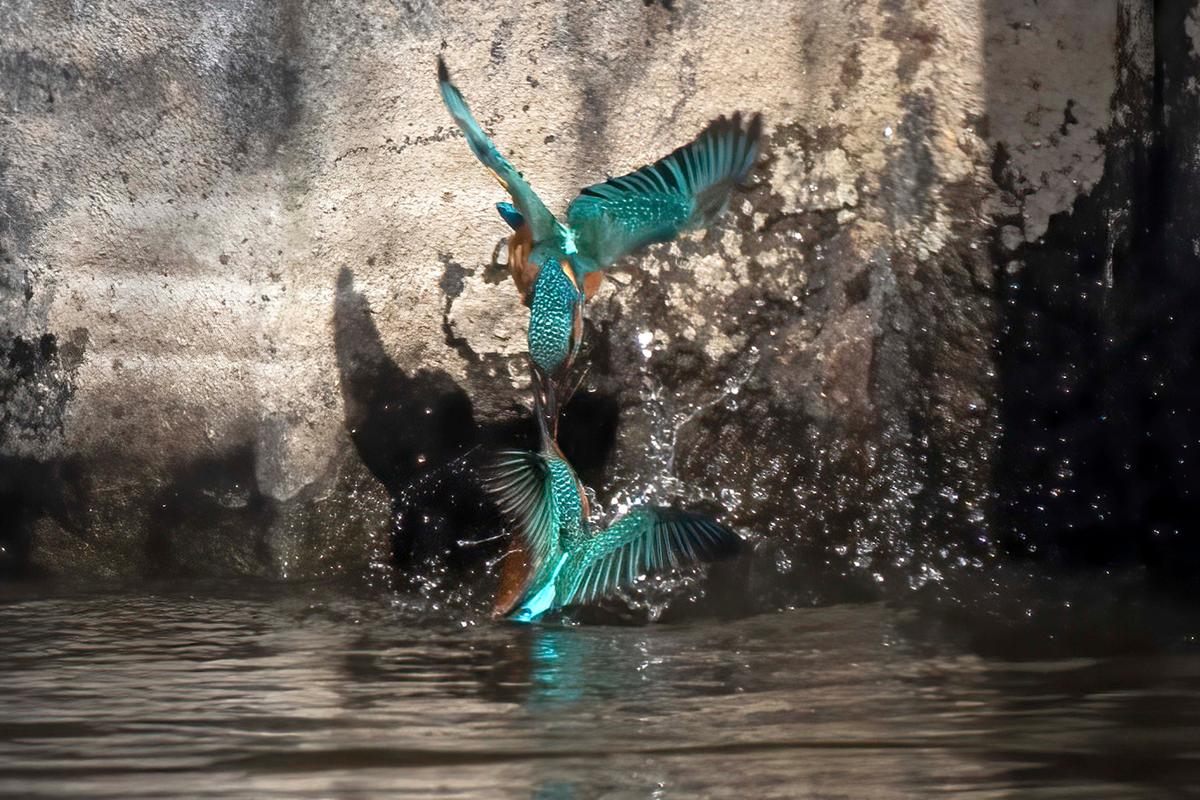Jonathon snapped the pictures during the short fight<span style="font-weight: 400;">—</span>which was caused by a battle for breeding territory along the river. (Caters News)