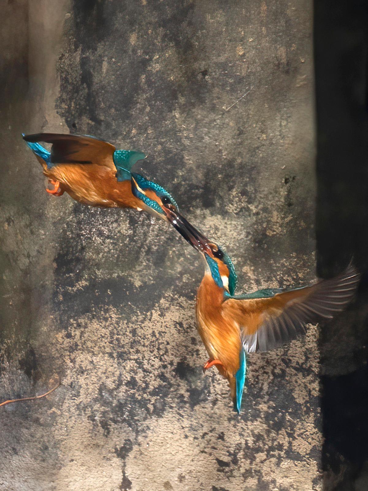 The pictures show the two brightly colored kingfishers, beaks locked in a ferocious "dogfight." (Caters News)