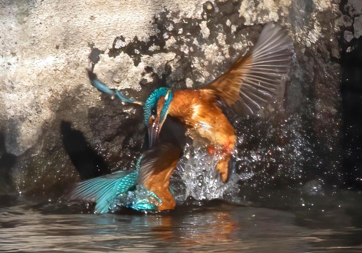 Two male kingfishers lock beaks in a scuffle over the Sixmile Water in Antrim, Northern Ireland. (Caters News)
