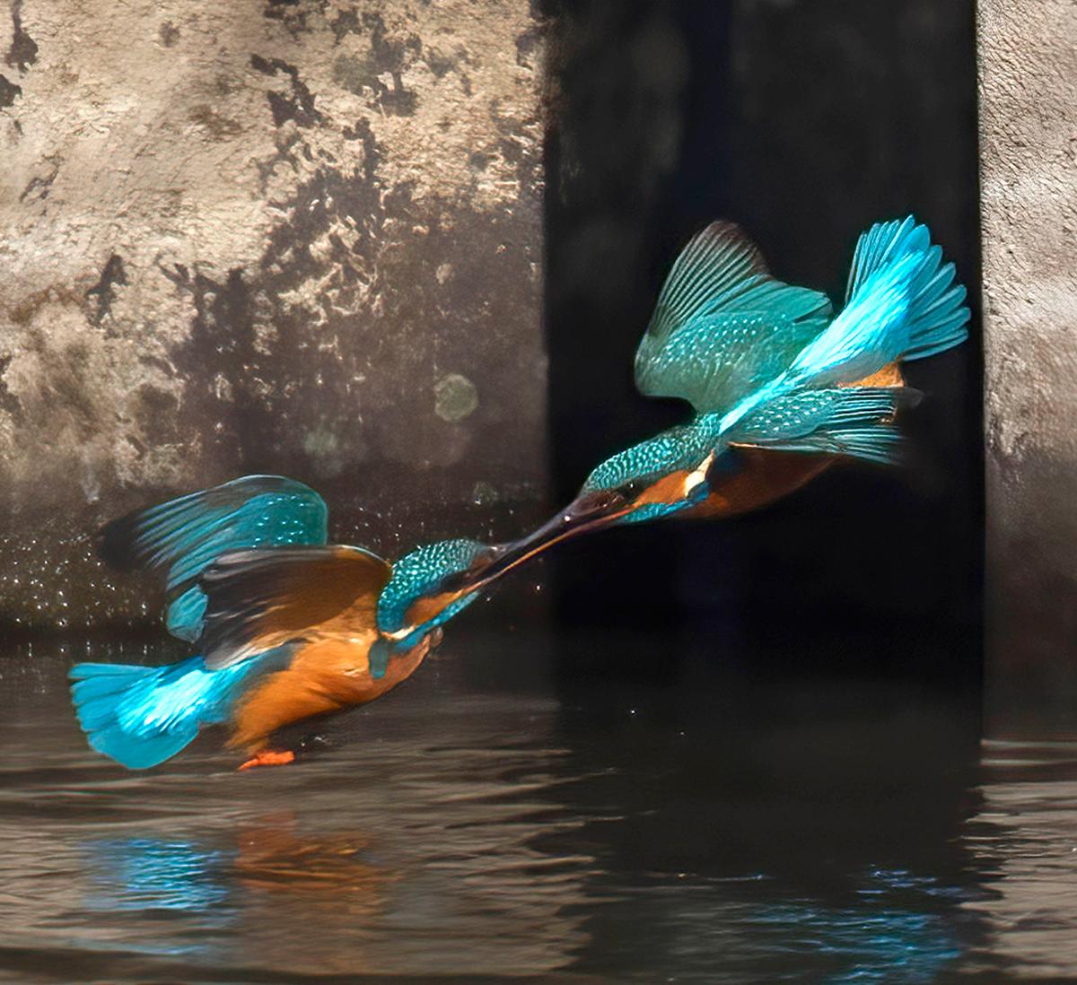 <span style="font-weight: 400;">"At first, I thought I was watching a pair on the far river bank when all of a sudden they flew towards each other and locked bills in mid-air." (Caters News)</span>