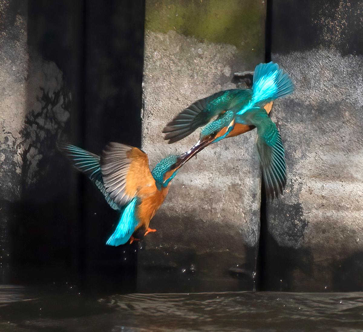 A pair of kingfishers were caught on camera battling mid-air over breeding territory. (Caters News)