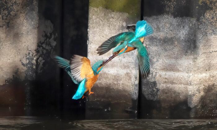 Photographer Captures 2 Kingfishers Battling It Out Mid-Air in Ferocious Fight Over Territory
