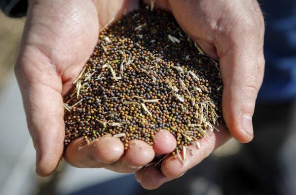 A farmer holds canola seeds on his farm near Cremona, AB, on March 22, 2019. (The Canadian Press/Jeff McIntosh)