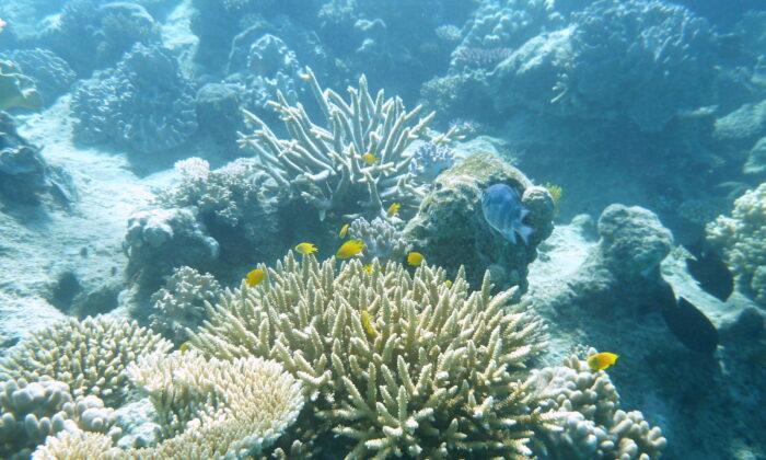 Mass Coral Bleaching Occurring on Most of Barrier Reef