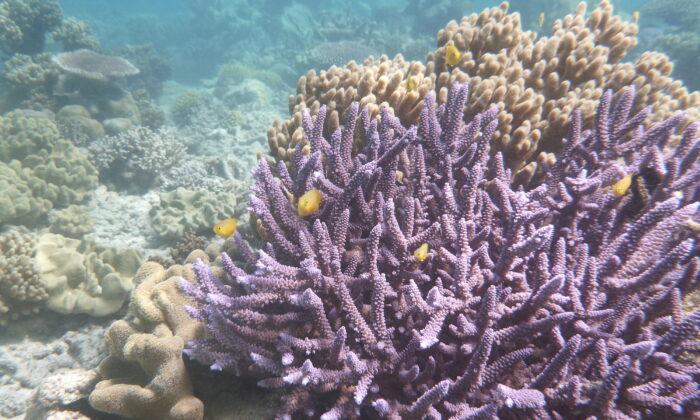 Experts Demand New Great Barrier Reef Plan to Deal With Climate Change