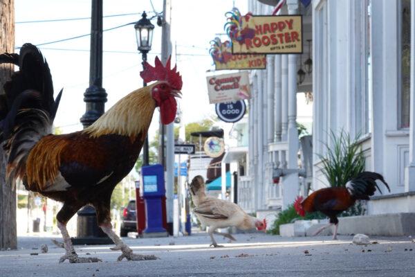 Roosters on Duval Street. (Joe Raedle/Getty Images)