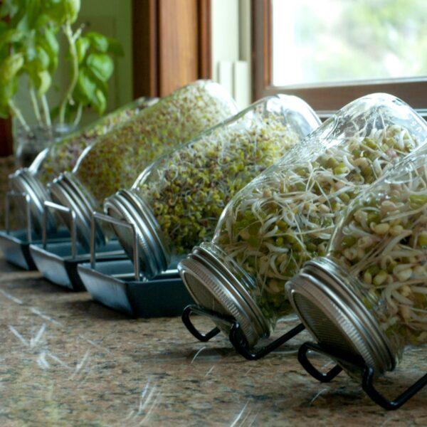 After rinsing sprouts, drain them at a 70 degree angle. (Jeff Perkin)