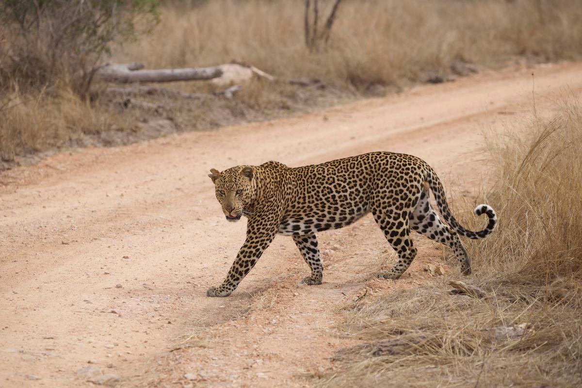 Another photo showing the leopard before being snared (Caters News)