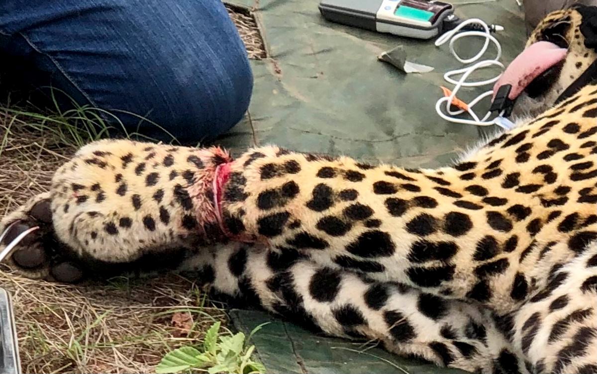 The leopard's injury (Caters News)