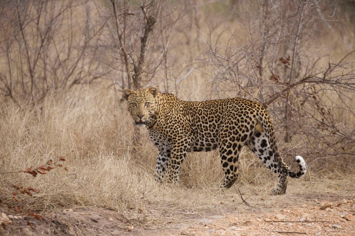 A photo shows the leopard before it was snared. (Caters News)
