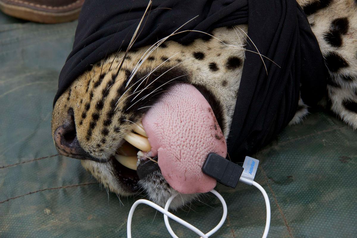 The leopard being monitored during treatment (Caters News)