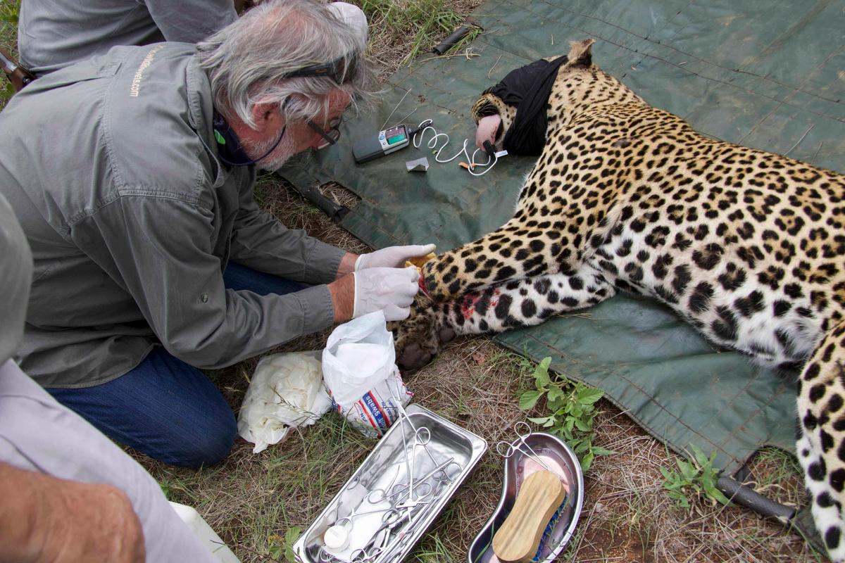 Vets attend to the leopard's injured leg. (Caters News)