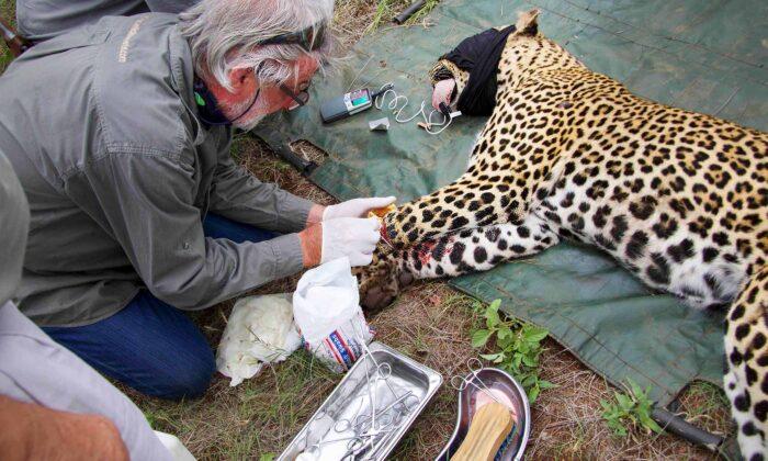 Leopard’s Leg Gets Injured in a Snare–Then Rescuers Save Him, and the Photos Are Incredible