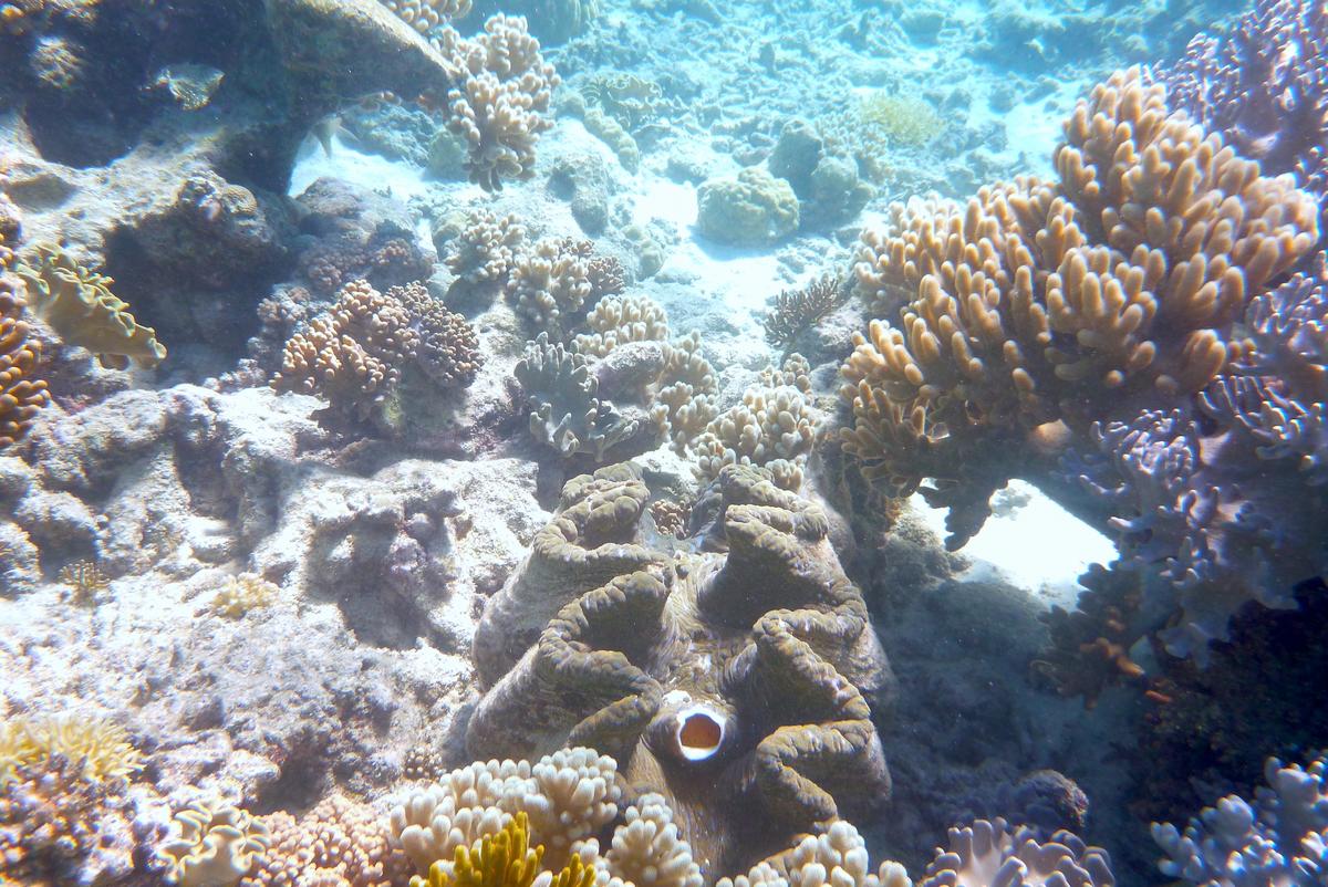 Barrier Reef Waters Still Loaded With Farm Pollutants