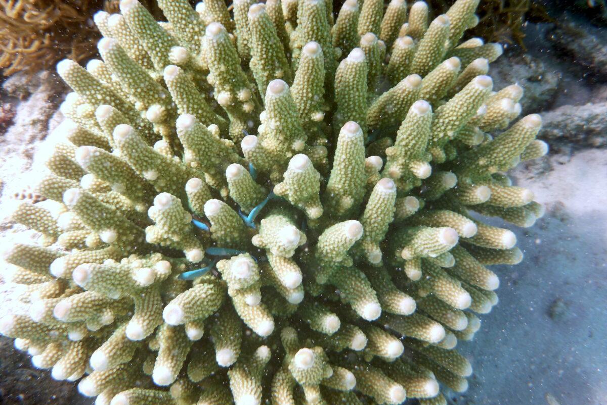 Finger coral on the Great Barrier Reef, Australia, on July 13, 2021. (Melanie Sun/The Epoch Times)