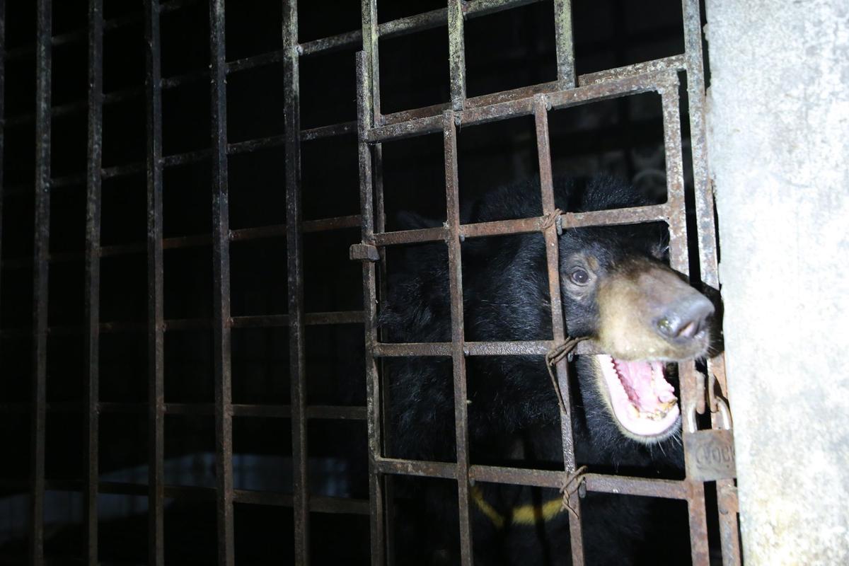 The female bear, Mo (Courtesy of Hoang Le/<a href="https://saddestbears.four-paws.us/">Four Paws</a>)