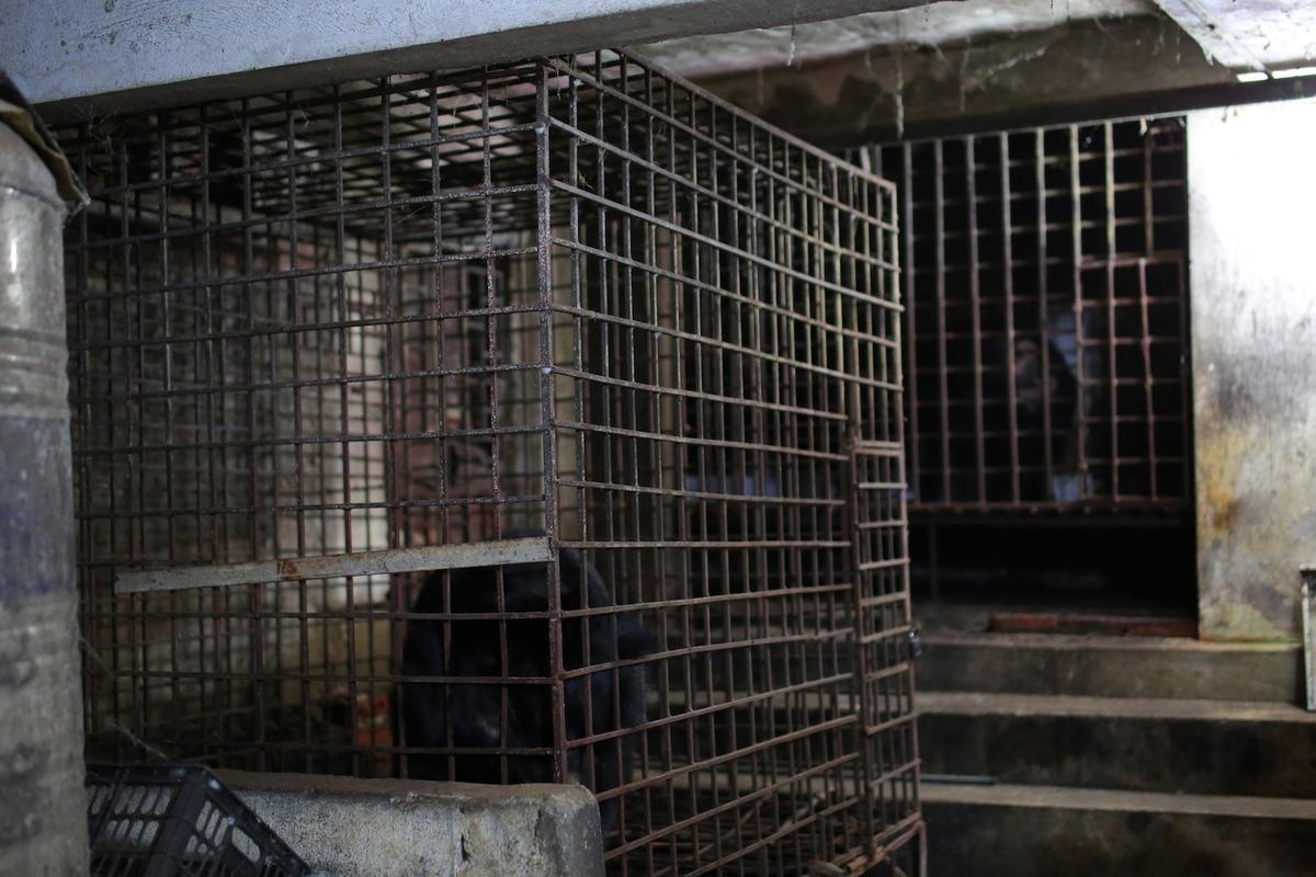 Xuan and Mo in their cages after rescuers arrived (Courtesy of Hoang Le/<a href="https://saddestbears.four-paws.us/">Four Paws</a>)