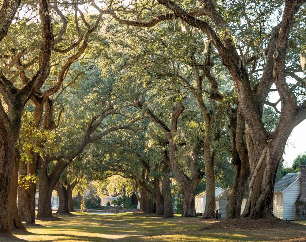 A canopy of live oaks at McLeod Plantation in Charleston, S.C. (Prentiss Findlay/Shutterstock)