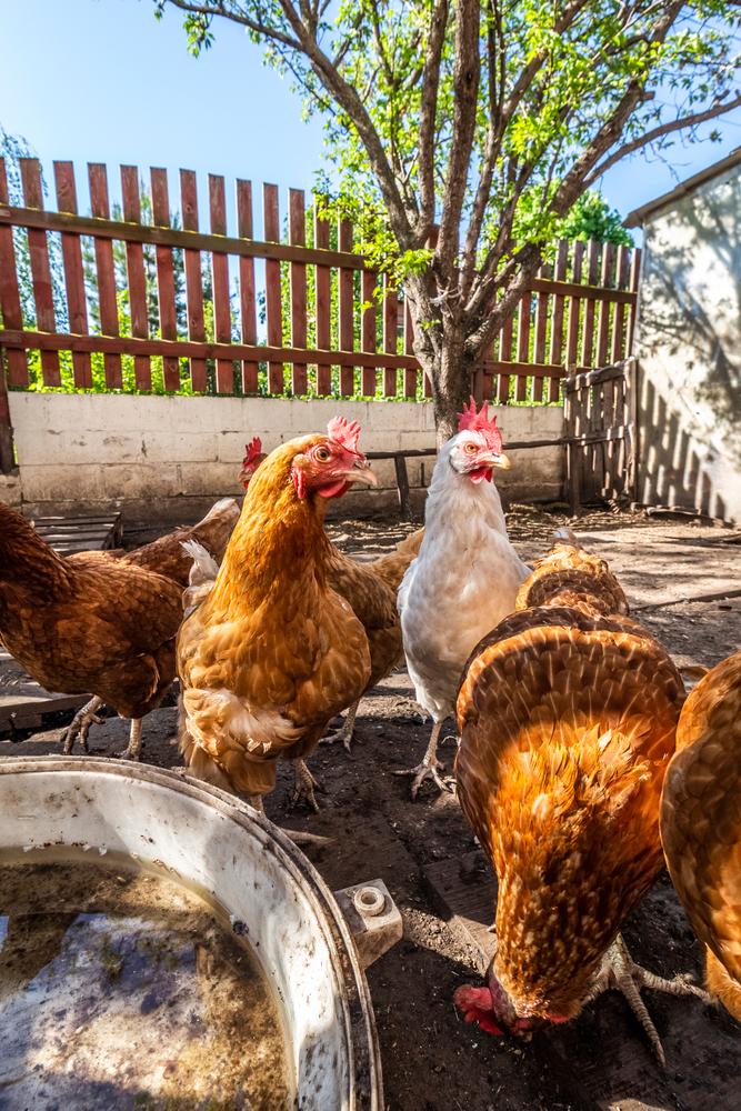 Backyard hen keepers don't have to wait for Easter to get multicolored eggs. (SV Production/Shutterstock)