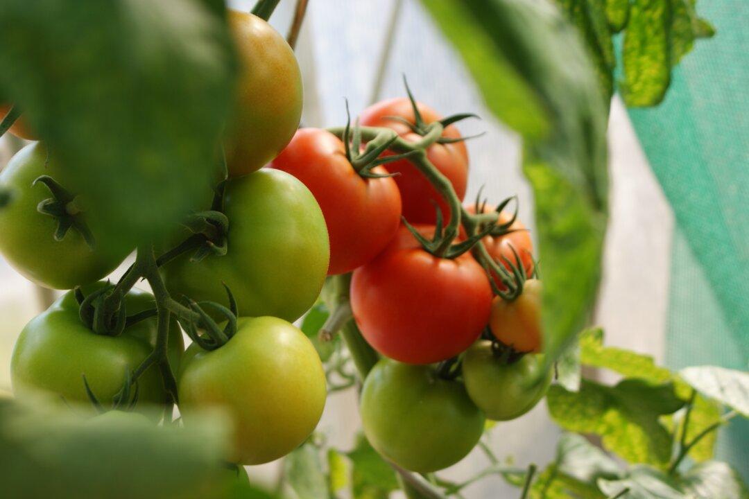 Three Easy Balcony Container Veggies/Herbs for Apartment Living