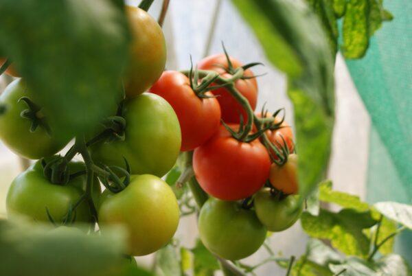 Tomatoes ripening on the vine. (Dani California, Unsplash.com)