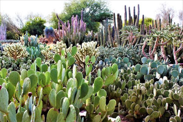 The Desert Botanical Garden in Phoenix, Ariz., displays plants that can't survive in other parts of the country. (Courtesy of Nylakatara2013/Dreamstime.com)
