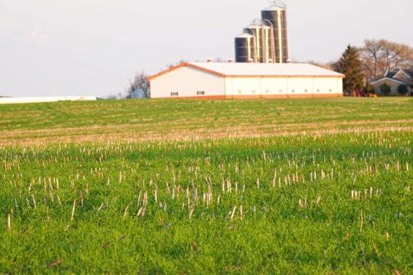 A view of a farmer's field with cover crops in the spring in Dodge County, Wis. (Courtesy of Tony Peirick)