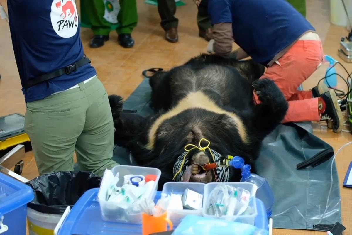 Xuan being examined prior to transport to the sanctuary (Courtesy of Hoang Le/<a href="https://saddestbears.four-paws.us/">Four Paws</a>)
