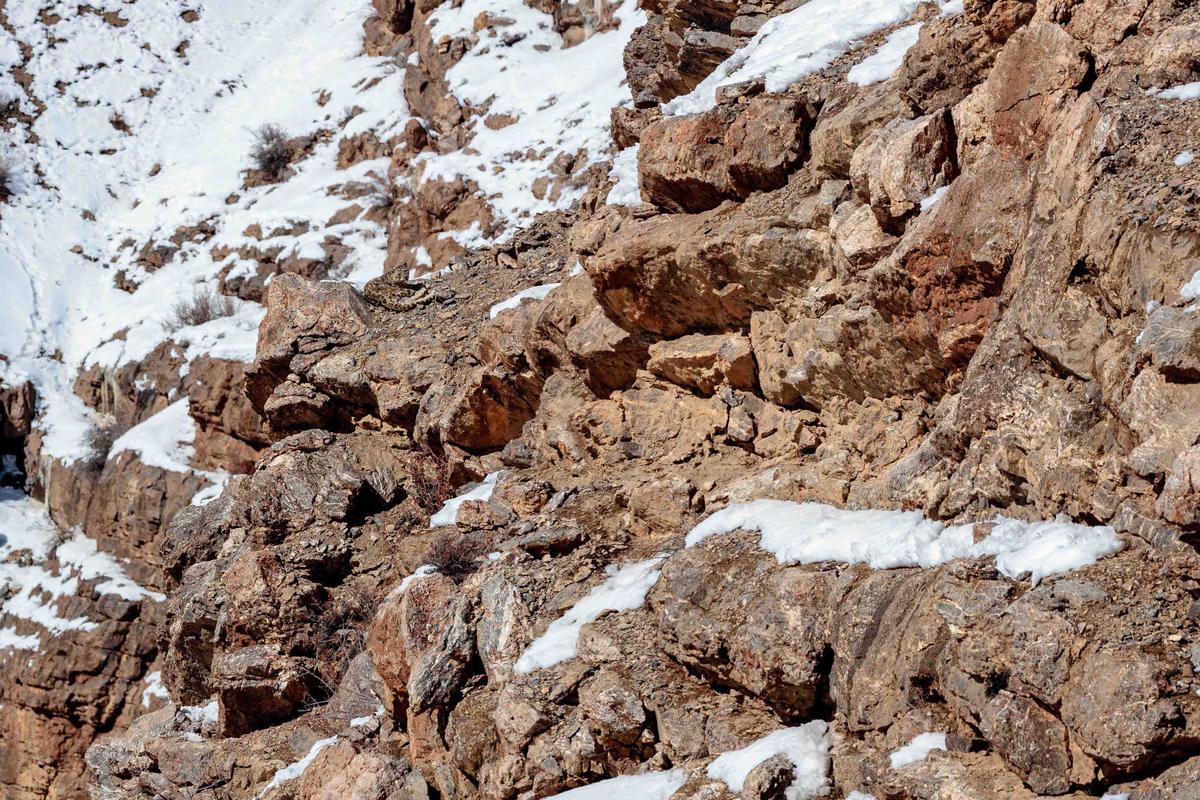Snow leopards are known for blending into the snowy conditions they live in. (Caters News)