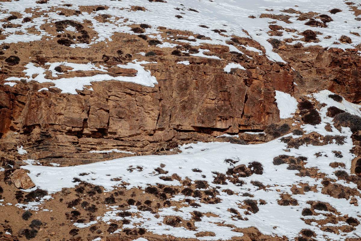 Can you spot the ultra-rare and perfectly camouflaged male snow leopard in this picture? (Caters News)