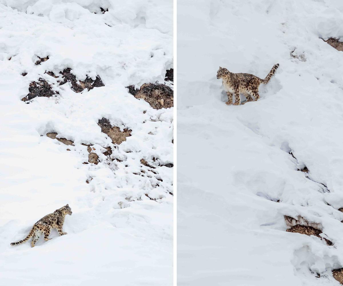 A slightly easier-to-spot snow leopard against a white, snowy backdrop (Caters News)